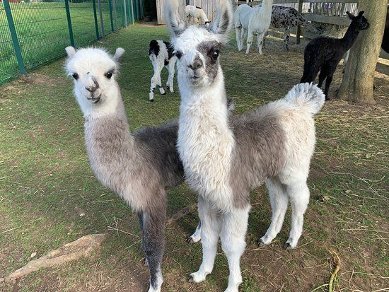 Clos des Lamas