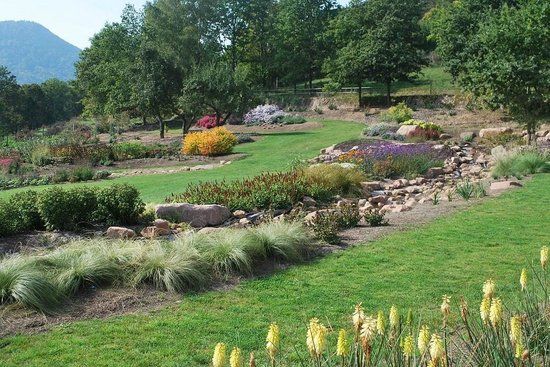 jardin Lilaveronica